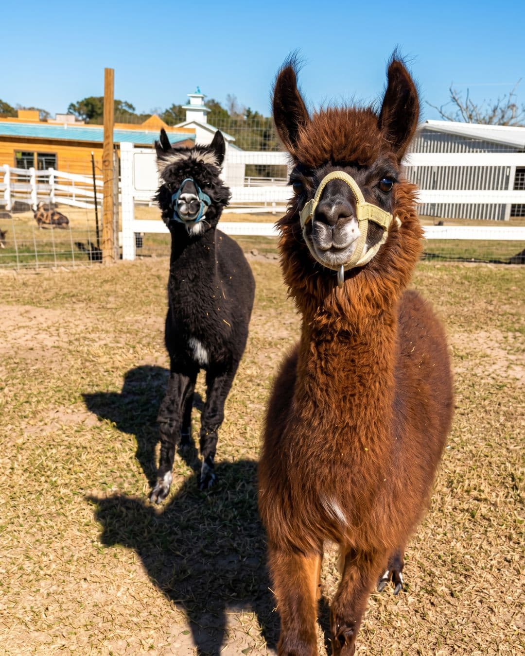 Two alpacas looking into the camera in front of the white barns