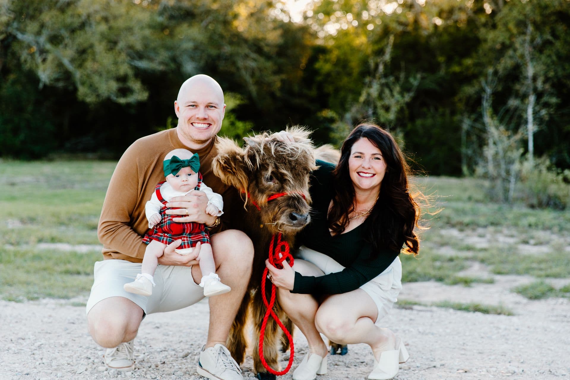 A young family with their baby crouched around a highland calf at sunset