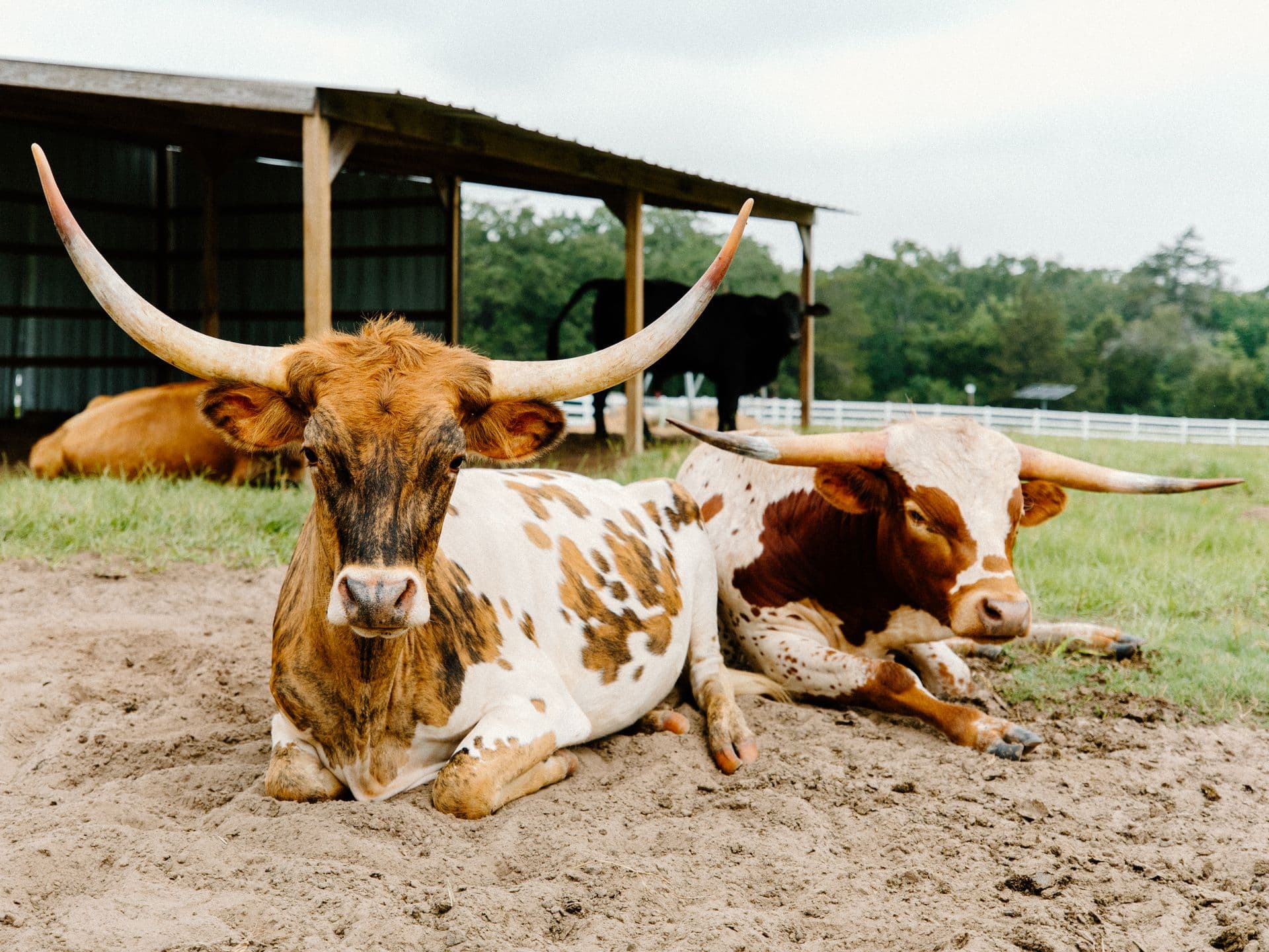 Two Texas longhorns resting in the sand by their shelter