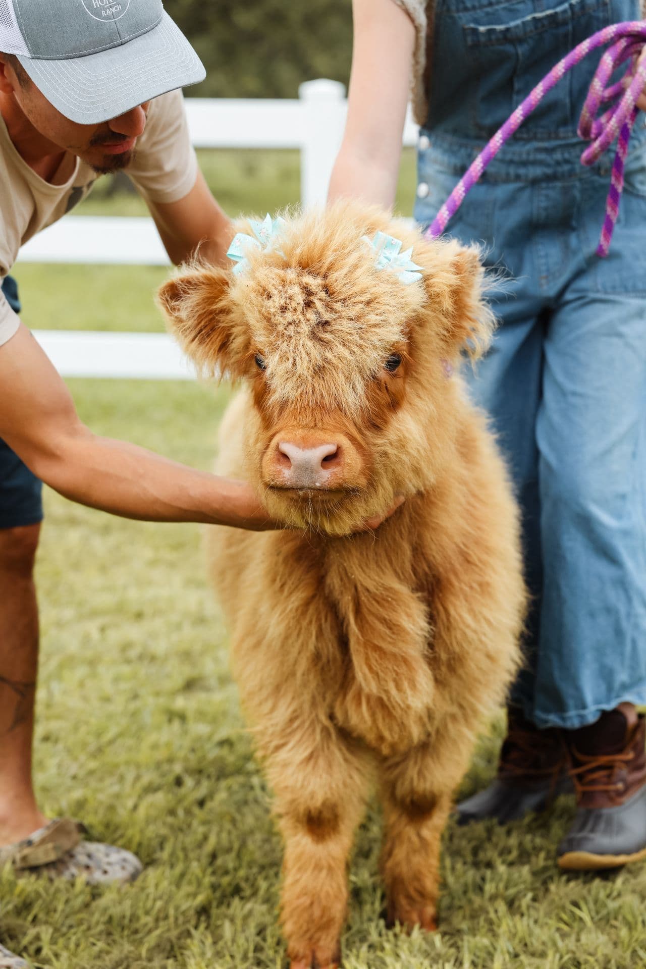 A fluffy miniature calf wearing bows, being petted