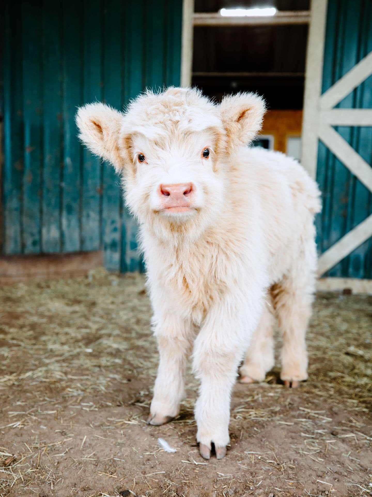 A white highland calf standing in the barn doorway