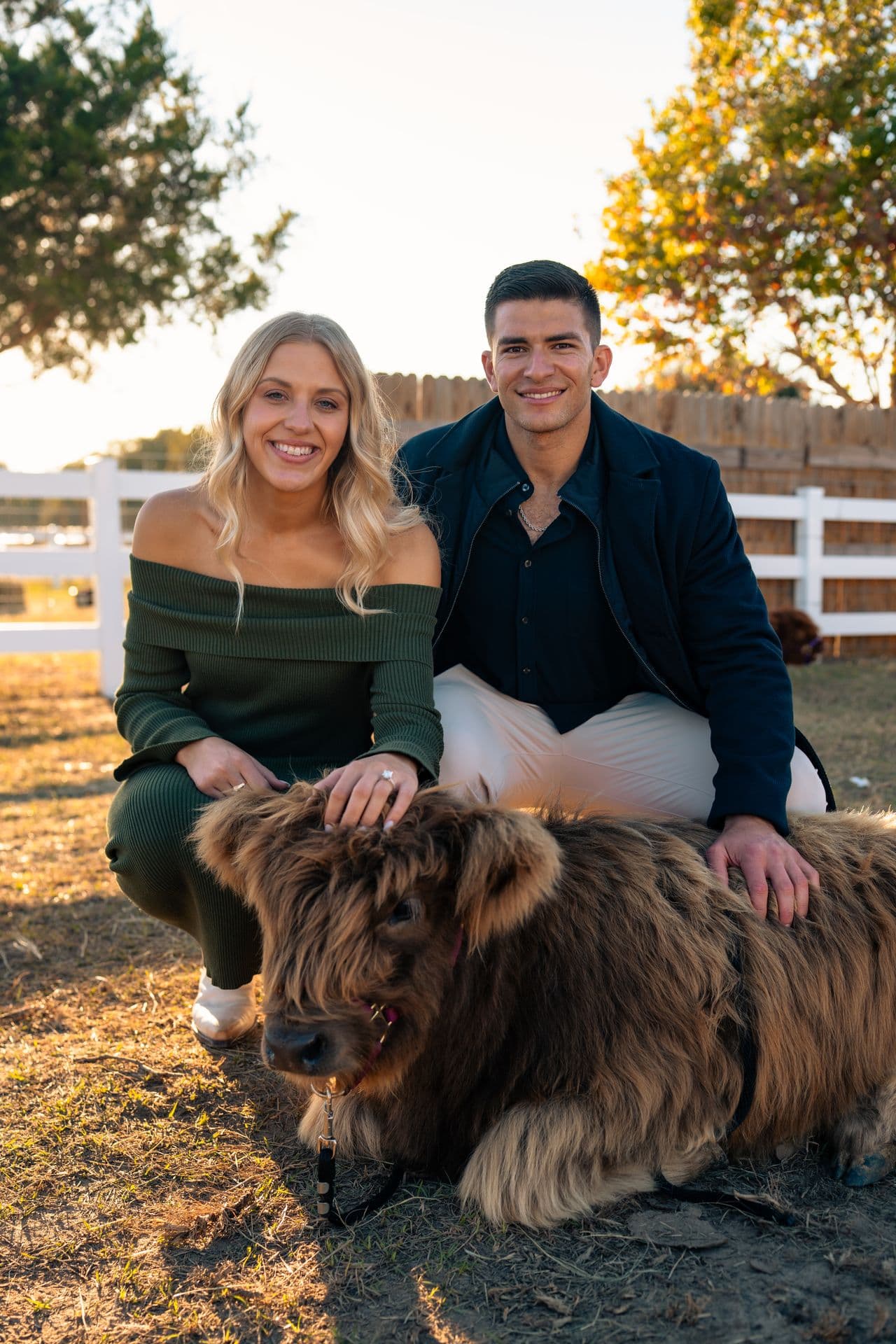 A couple kneeling beside a fluffy highland calf in golden evening light